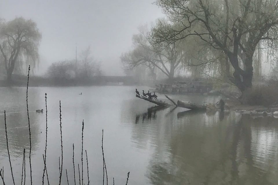Escena de un río brumoso con árboles desnudos y un tronco caído.