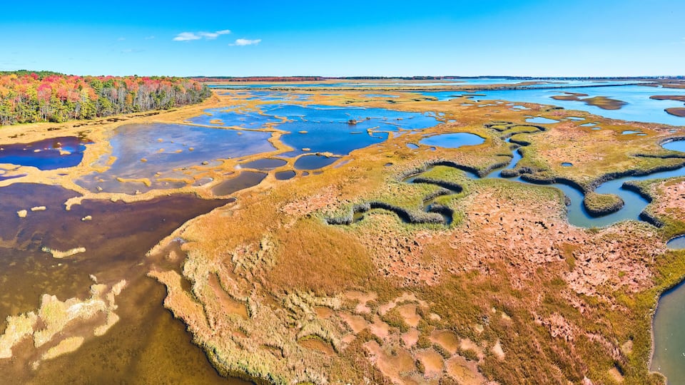 Fall forest surround marshes of Maine with winding creeks