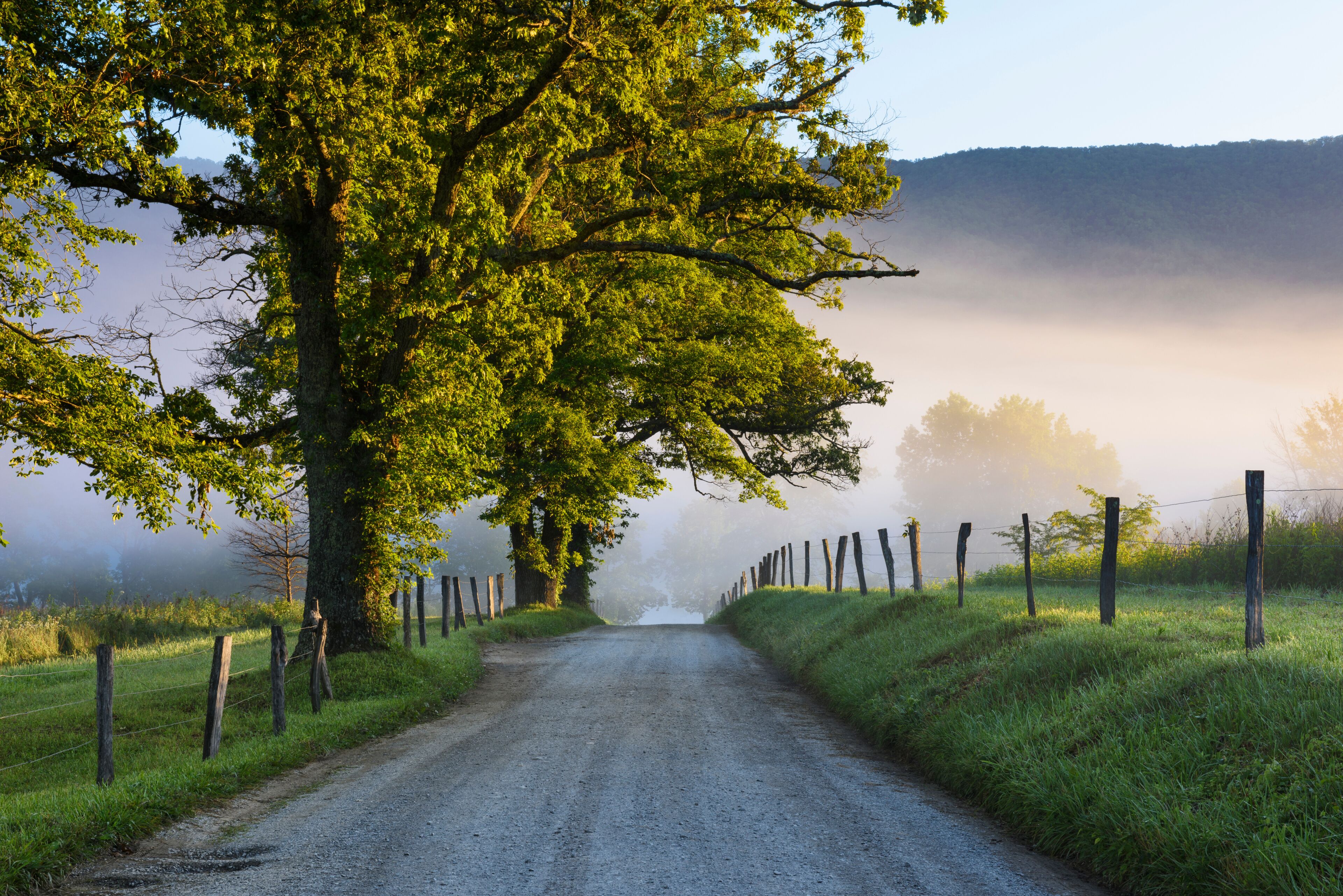 A rural road flanked by trees and a fence, leading towards a misty hill.