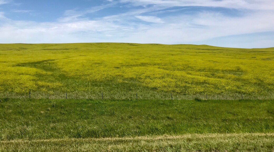 Fields of vibrant yellow wildflowers for miles as you drive HWY 85 in South Dakota.