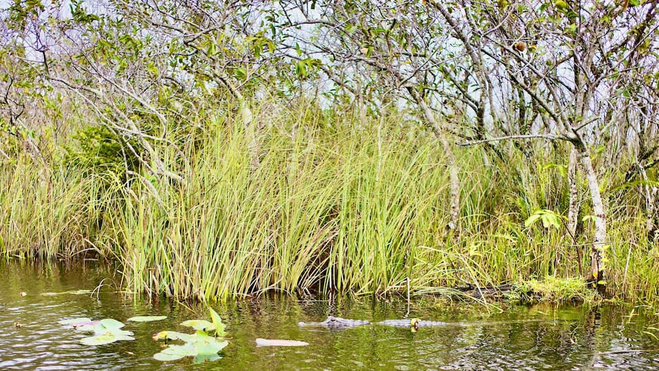 A marshland with tall grasses and water lilies.