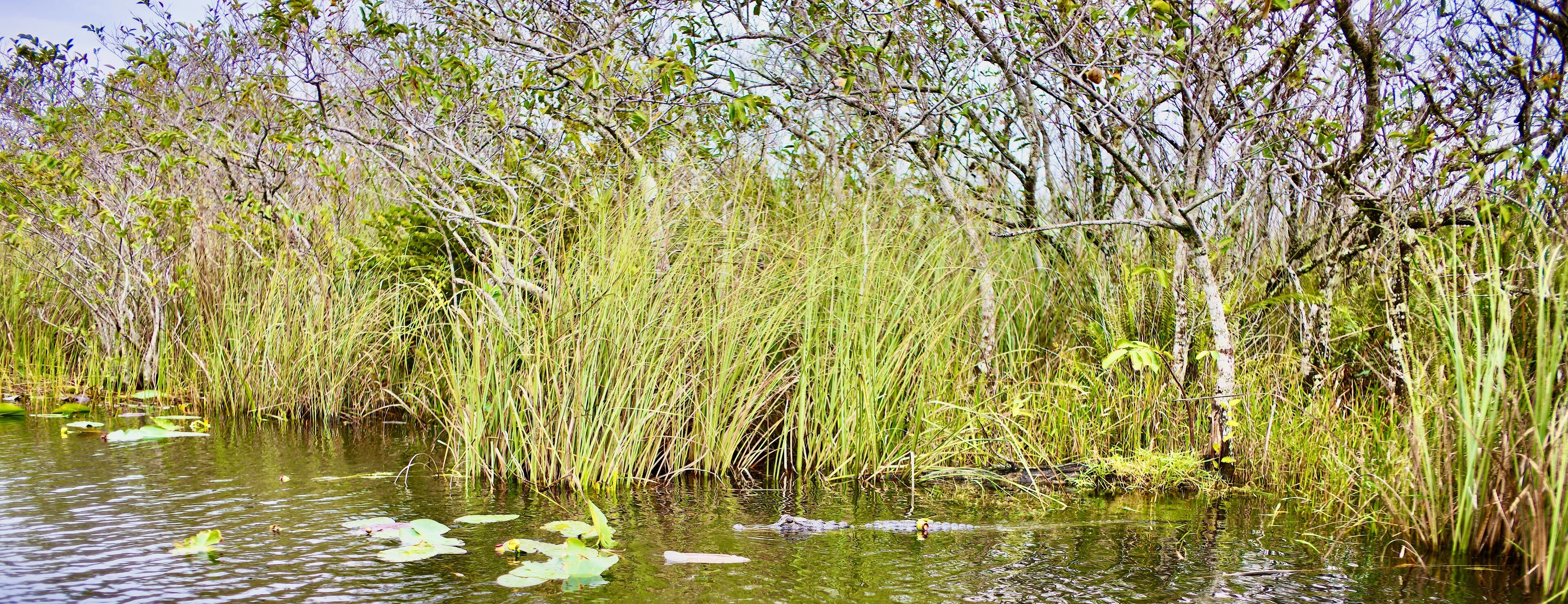 A marshland with tall grasses and water lilies.