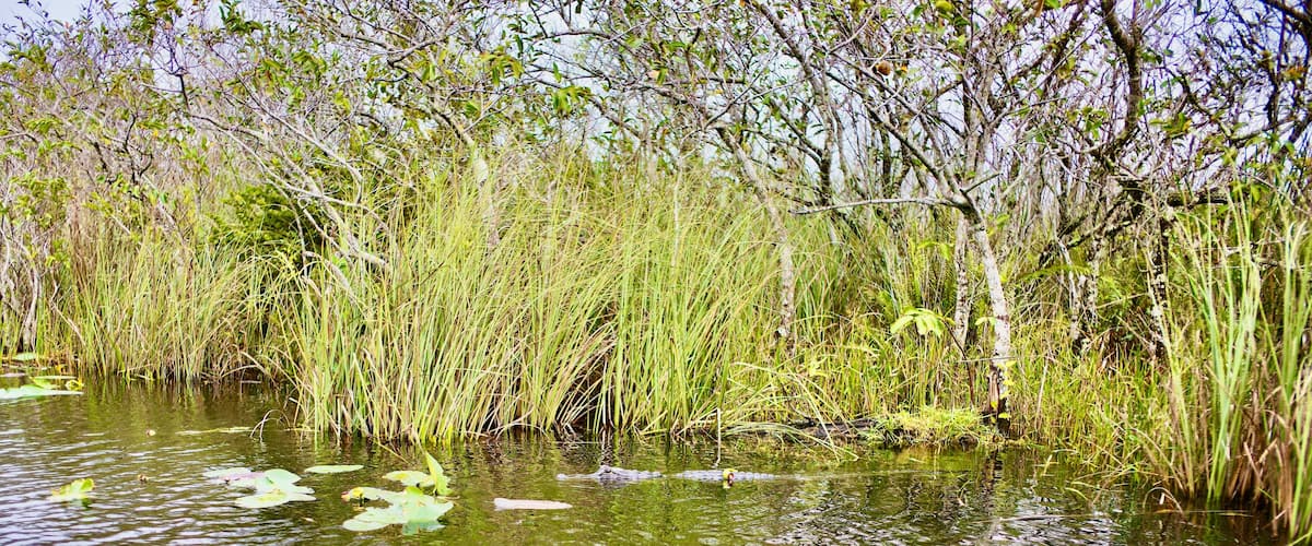 A marshland with tall grasses and water lilies.
