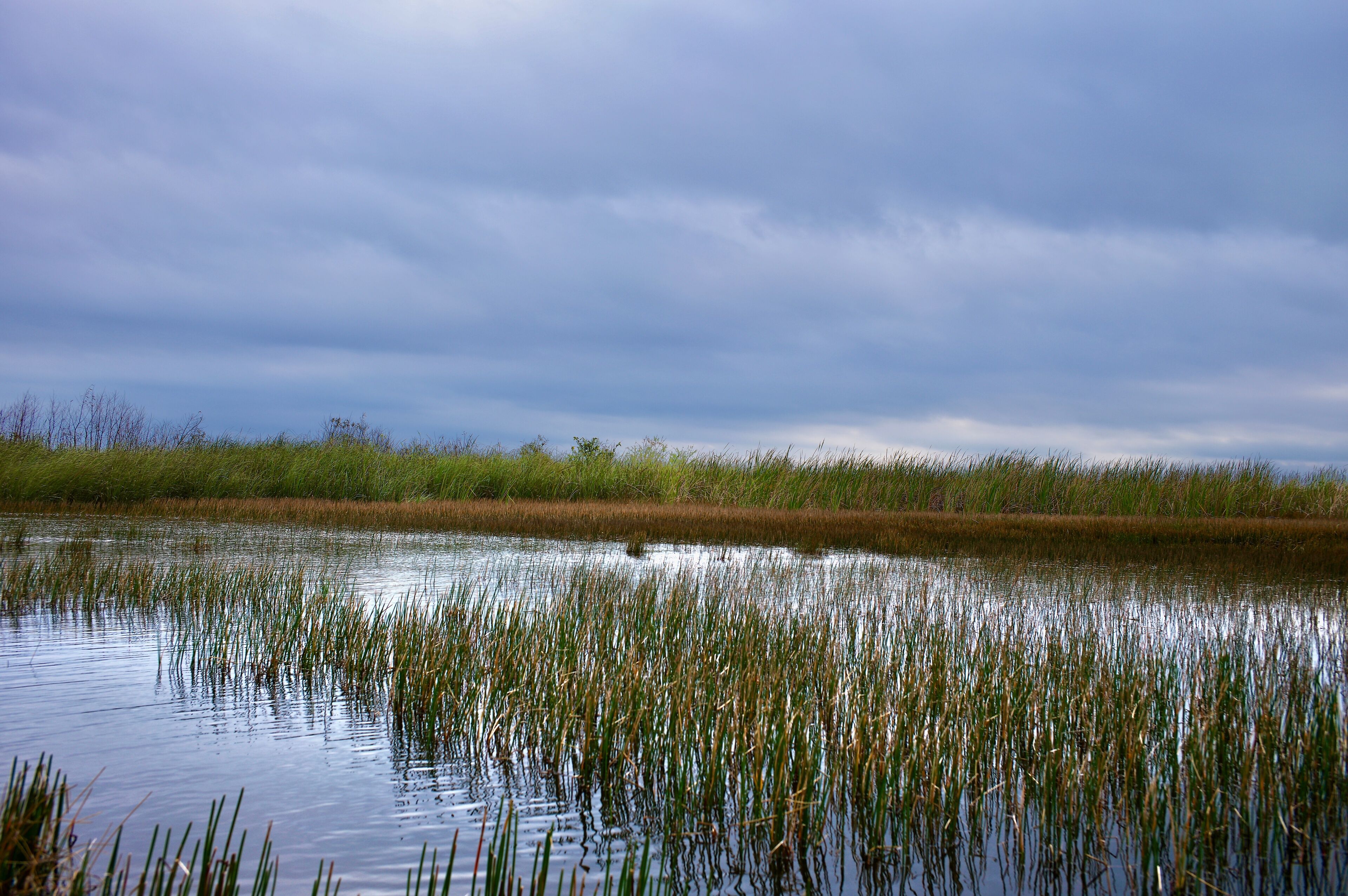 Wunderschöne Aufnahme in den Everglades Florida USA 