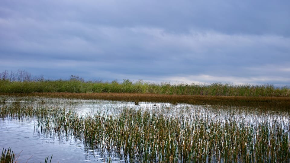 A marshy landscape with water reflecting the sky.