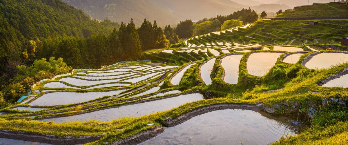 Rice terraces at sunset in Maruyama-senmaida, Kumano, Japan.