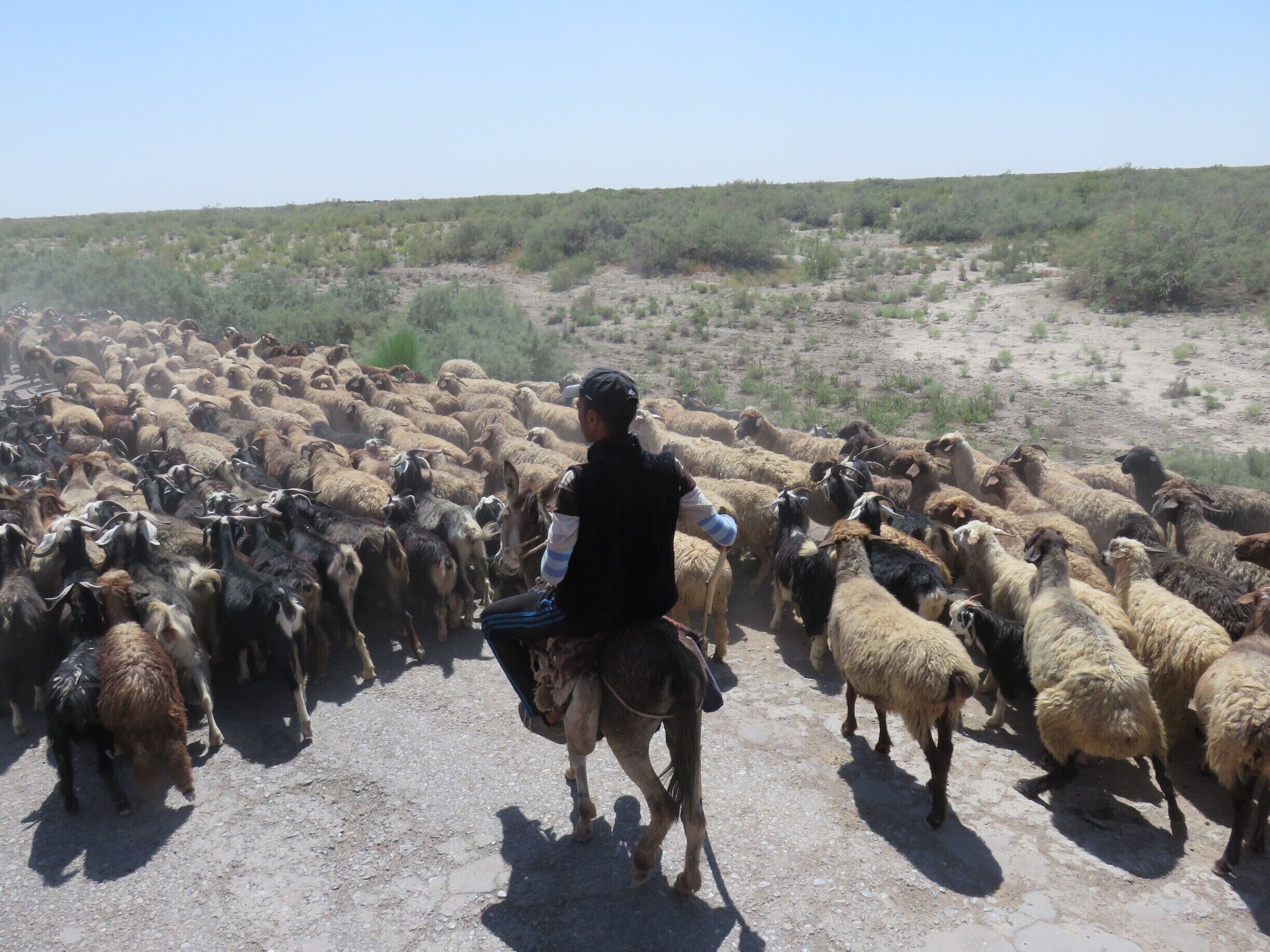We were on our way from Konye-Urgench to Darvasa in Turkmenistan. It was mile upon mile of dusty desert terrain, but still there were grazing herds of sheep and goats.