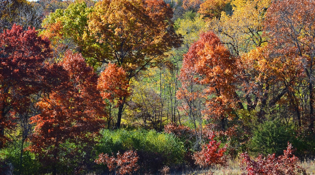 Autumn landscape in a park