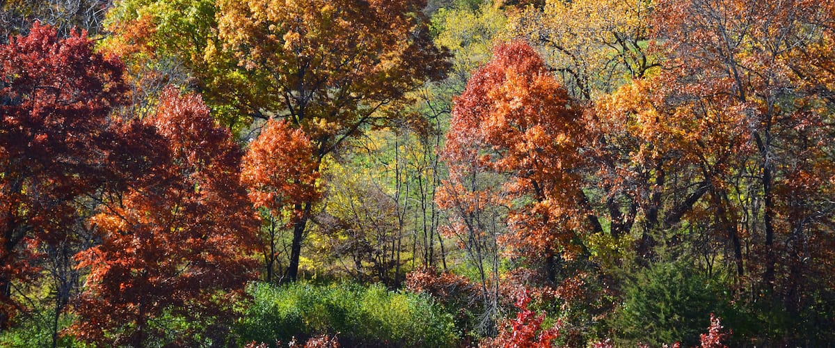 Autumn landscape in a park