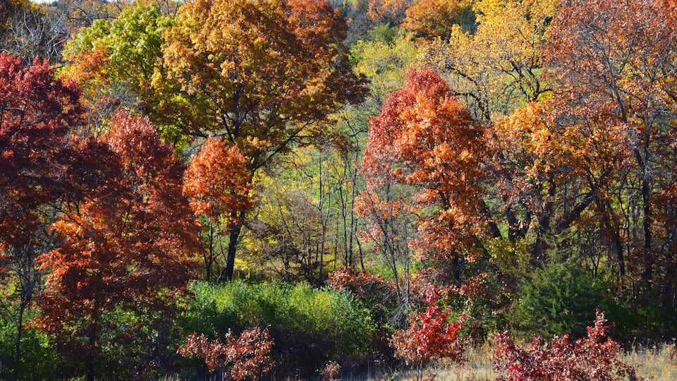 A forest with autumn foliage, including trees with red, orange, and yellow leaves.