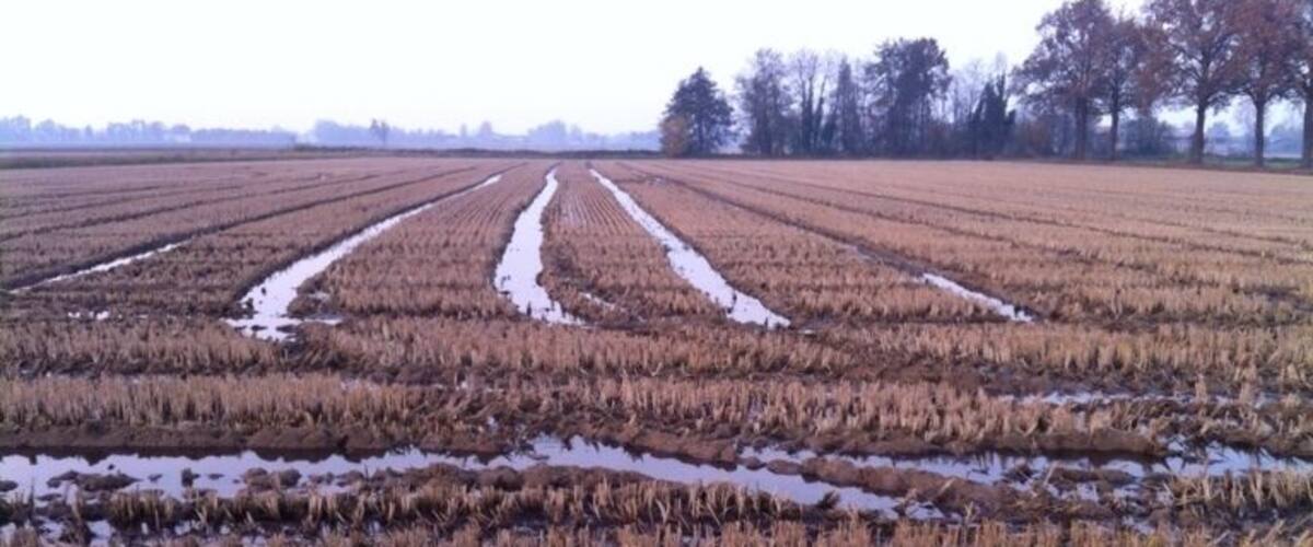 A field with rows of crops and patches of snow.