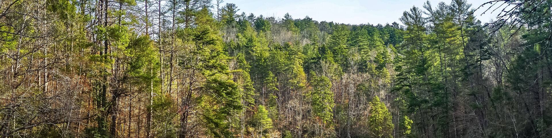 A river flowing through a forest with large rocks in the foreground and dense trees in the background.