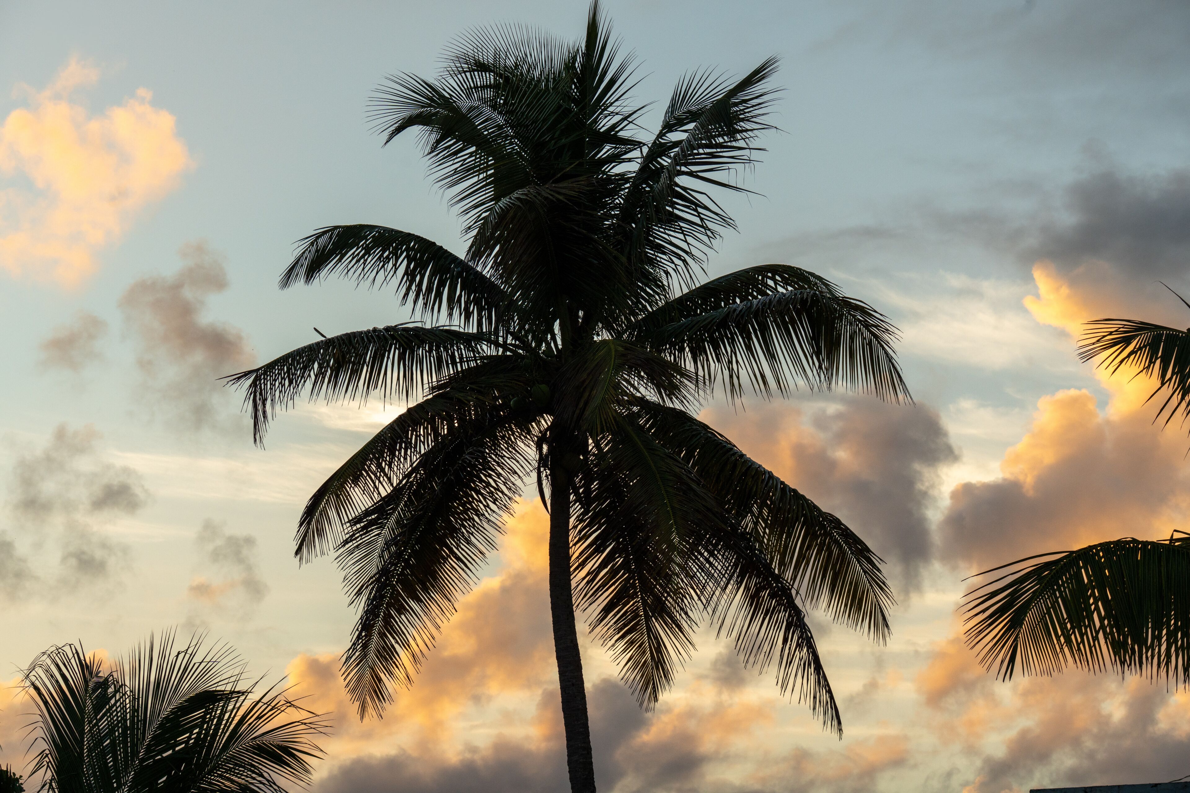 CoconutTree. Arecibo, Puerto Rico