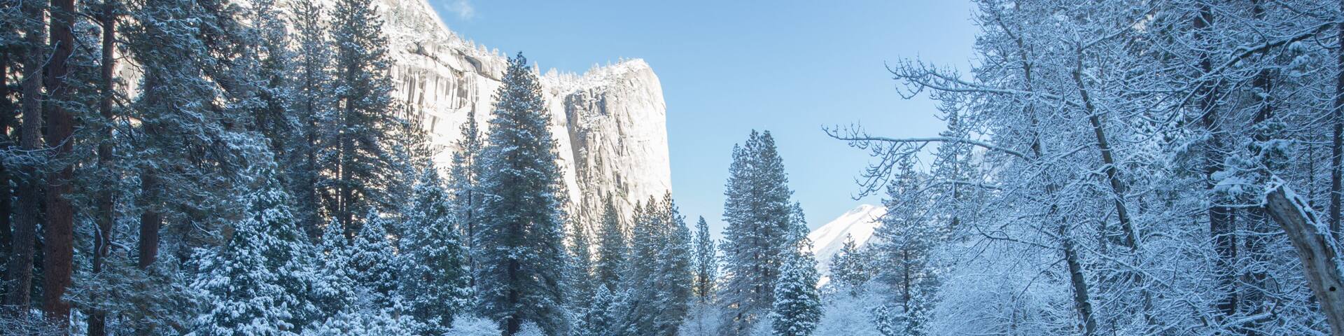 winter reflection of the trees in yosemite national park