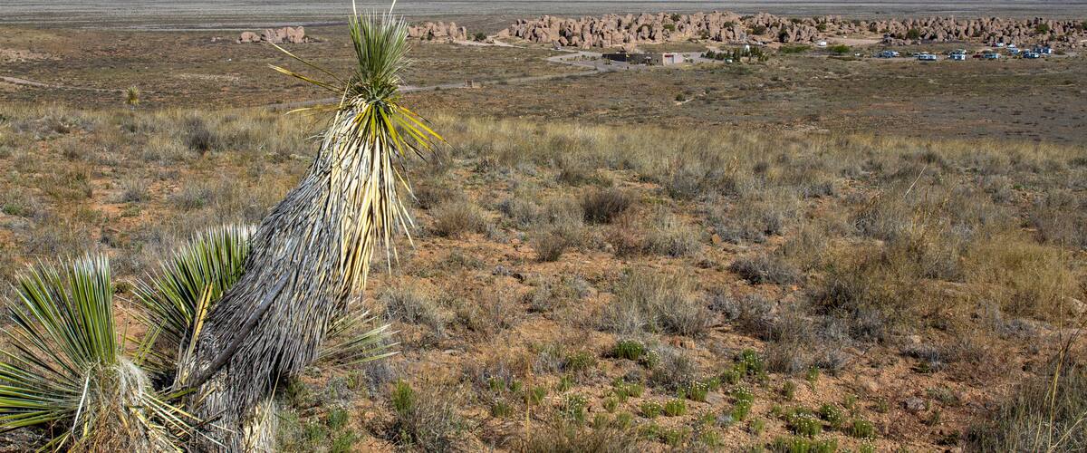 A desert landscape with sparse vegetation, a prominent yucca plant, and distant mountains under a clear blue sky.