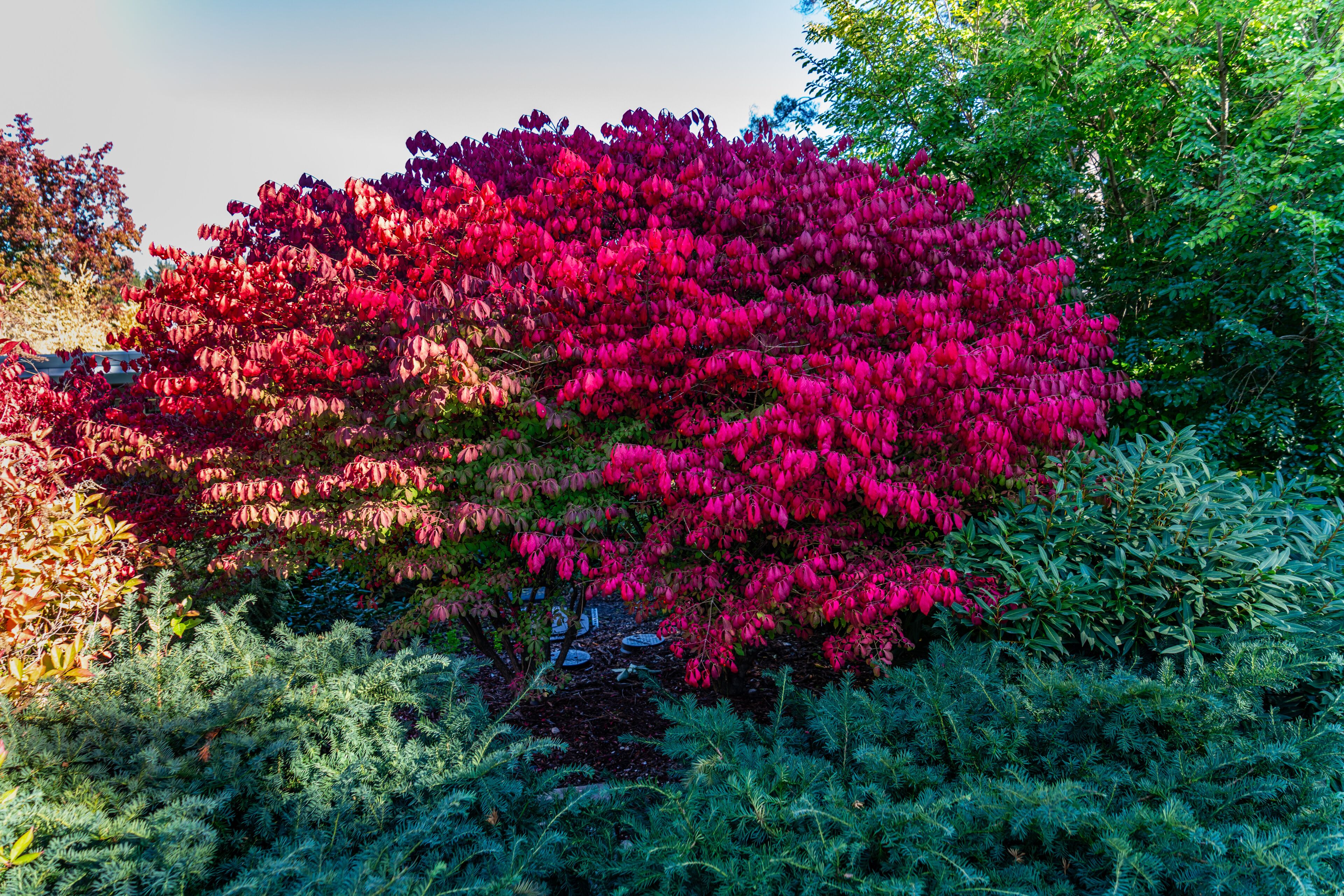 Bellevue Arboretum Red Leaves