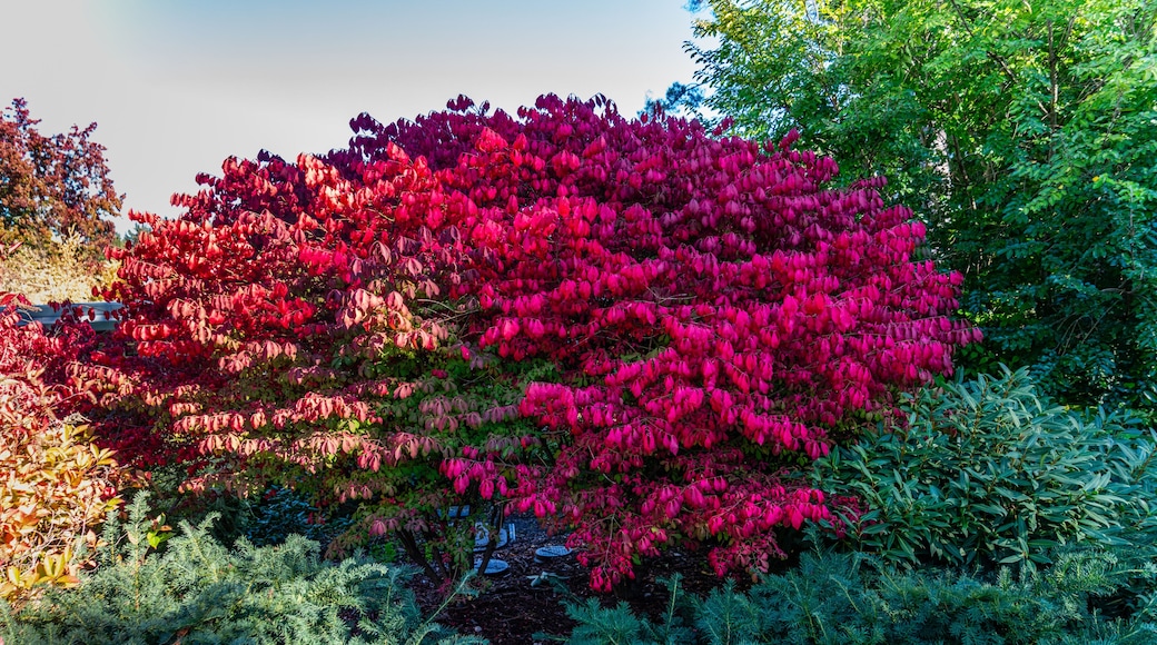Bellevue Arboretum Red Leaves