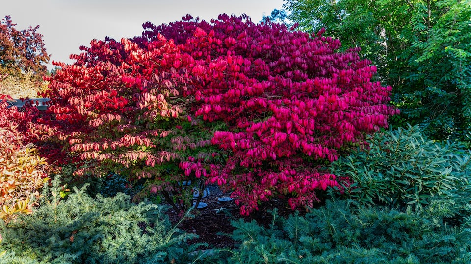 A vibrant red flowering tree amidst a diverse garden landscape.