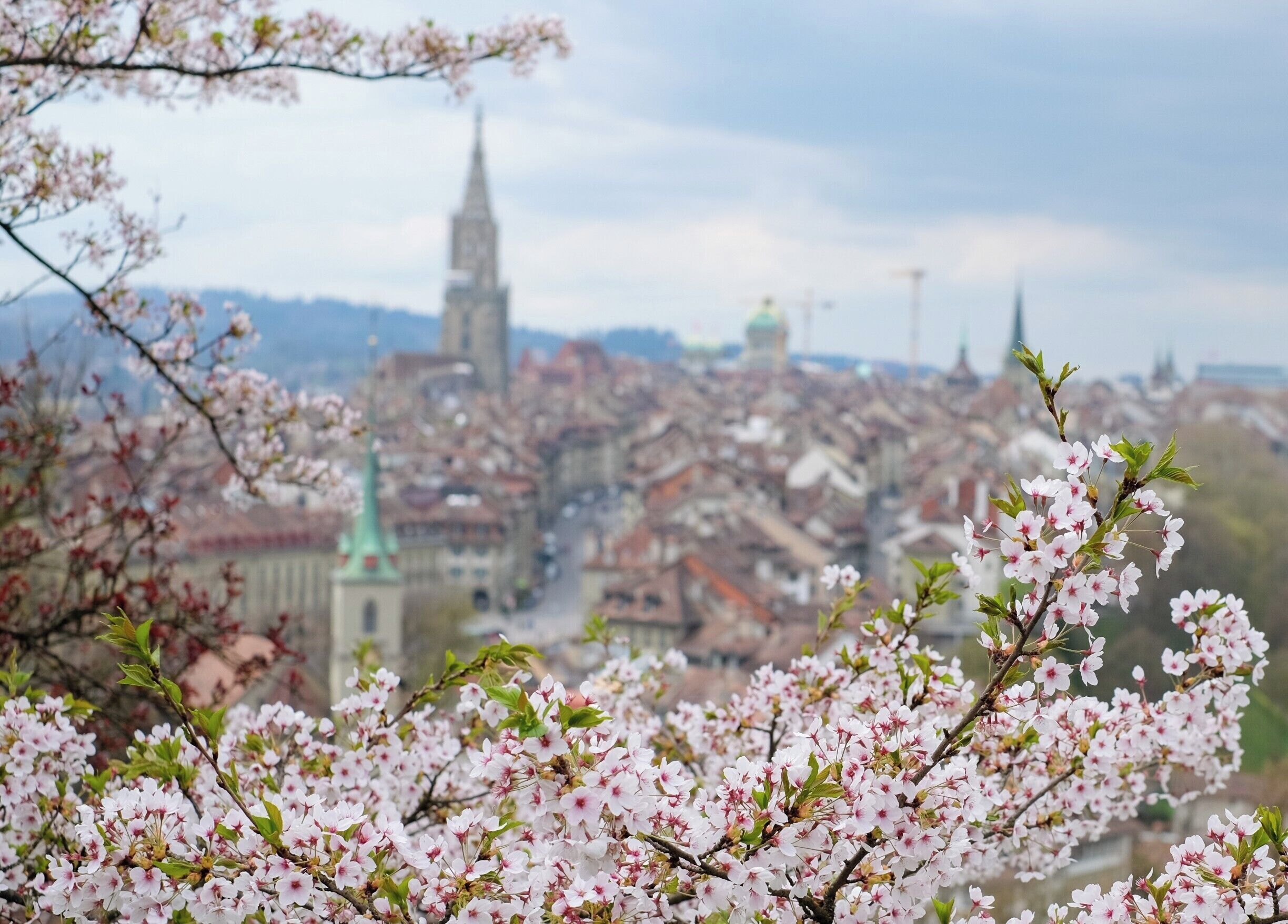 Cherry tree blossoms in spring