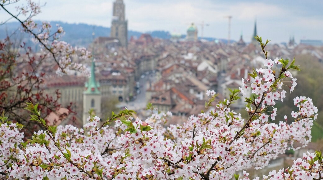 Cherry tree blossoms in spring