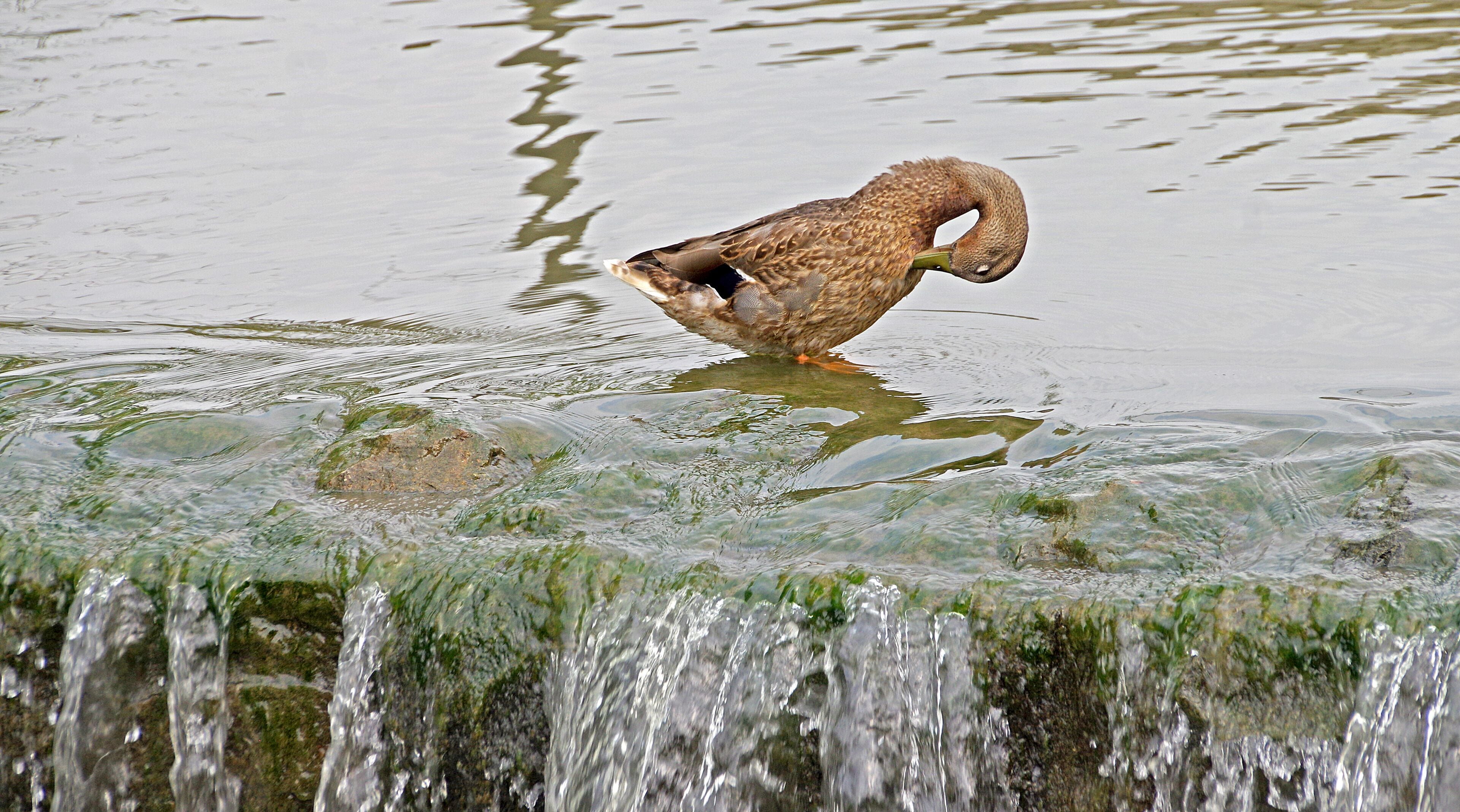 Preening by the waterfall.
