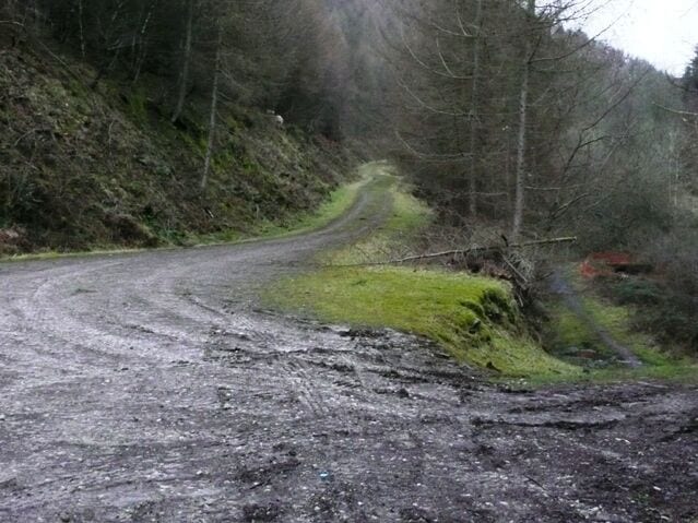 Ascending Cwm Big A forestry road heads north from the A4046, here dividing, climbing higher to the left and descending to the valley floor on the right.