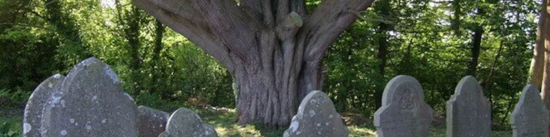 Churchyard at Penrice A huge ?yew tree overshadows the west end of the church. One of the nearby graves belongs to the victim of an unknown murderer. The name of the guilty party is left blank, perhaps to stimulate a confession or to await identification.