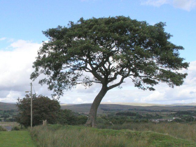 Lonesome Lamp Post and Tree The strange thing in this picture is the lamp post - now out in the middle of nowhere! Although maps show a road for it to illuminate, it takes imagination to visualise the road today. The road was abandoned many years ago when an open cast mine opened nearby. For many years its sole purpose was to be the access road for a nearby farm - now engulfed by the mine. The gravel track road was slowly taken over by nature, and the single lamp post was left to decay. In late 2009 the public footpath past this lamppost was closed and a wider perimeter fence erected, enlarging the area occupied by the open cast mine. It looks like this location will soon be lost.