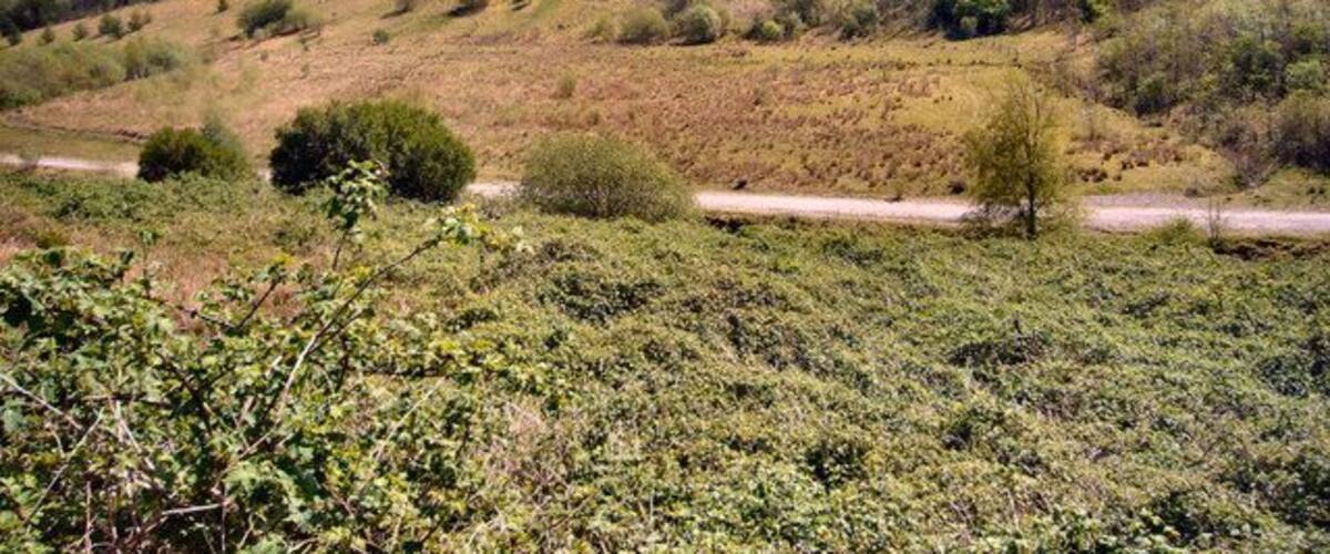 Site of old Pwllyrhebog Railway Line Now a Bridle Path
