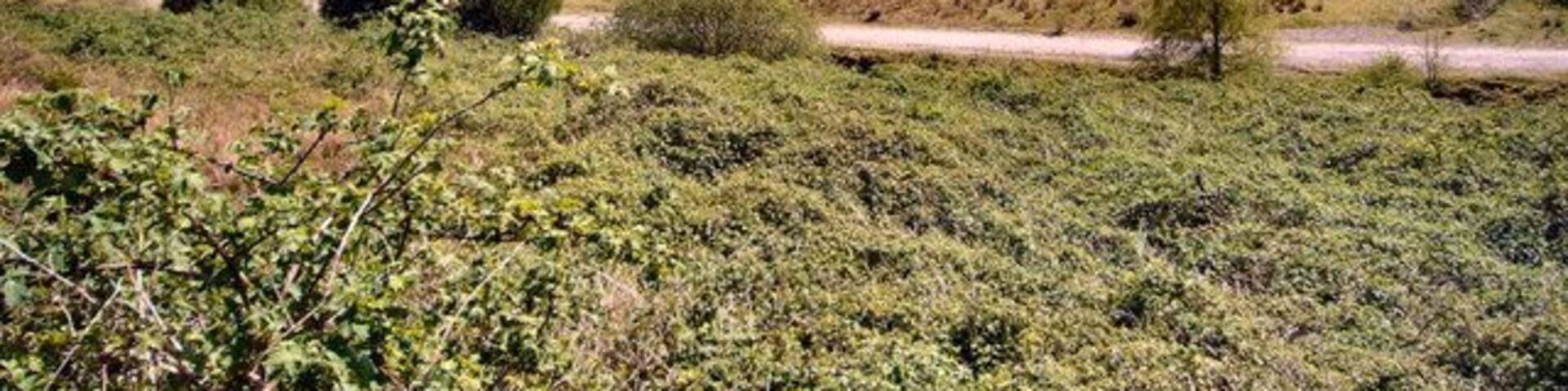Site of old Pwllyrhebog Railway Line Now a Bridle Path