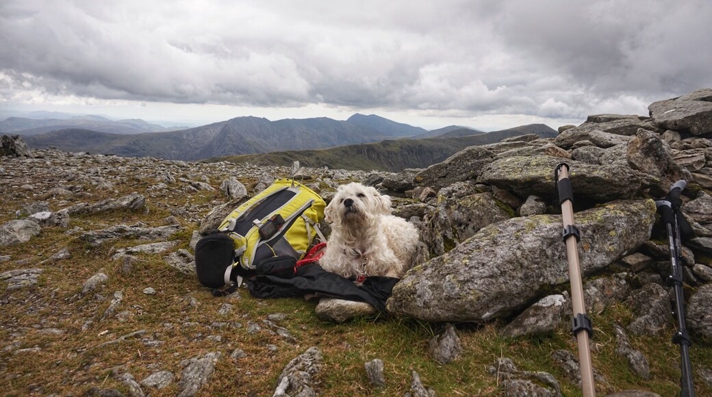 Poppy dog was a bit tired after climbing Carnedd Llewelyn â€