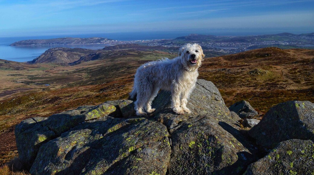 Poppy on Tal Y Fan with Llandudno in the background â€ïžđŸđŽó §ó ąó ·ó Źó łó ż