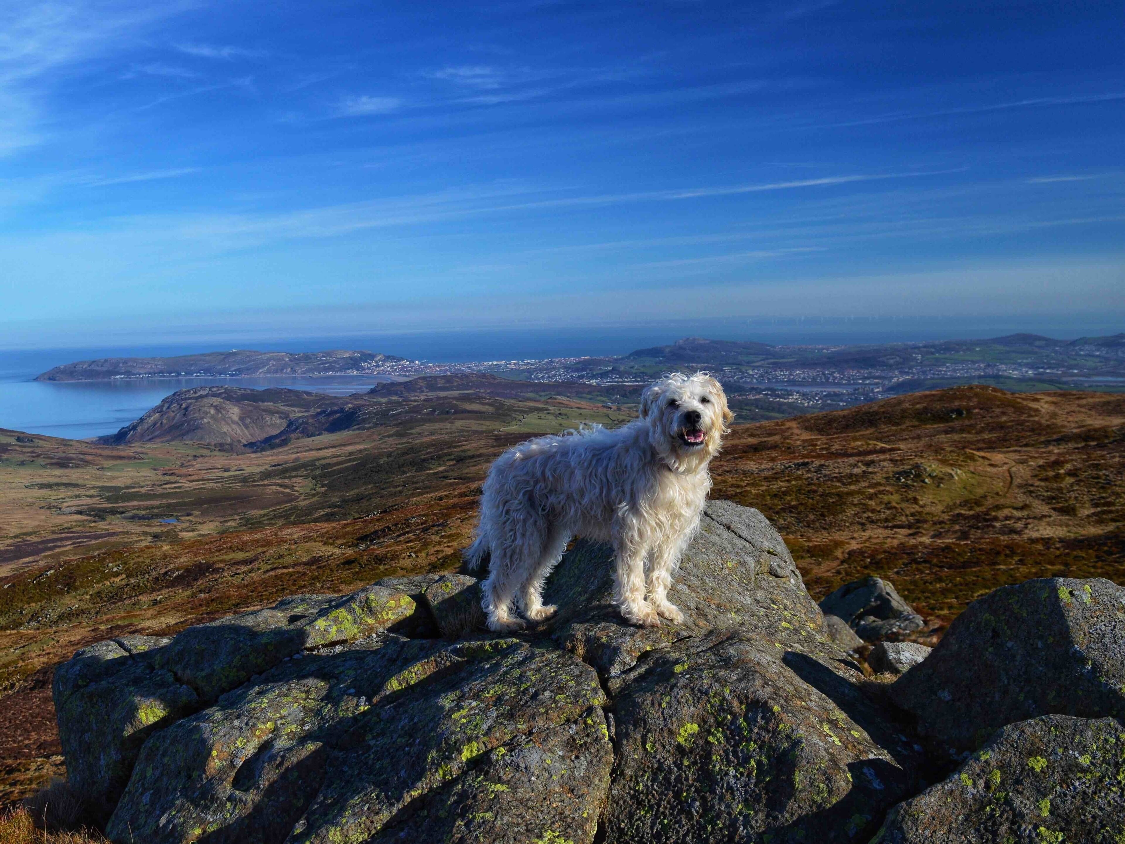 A white dog standing on a rocky outcrop with a scenic view of a coastal landscape in the background.