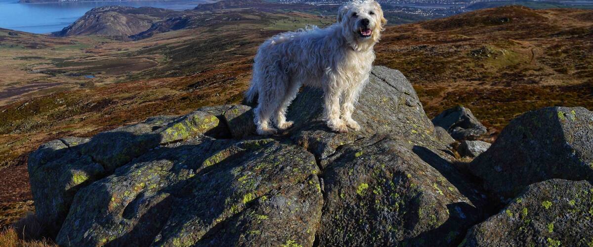 A white dog standing on a rocky outcrop with a scenic view of a coastal landscape in the background.