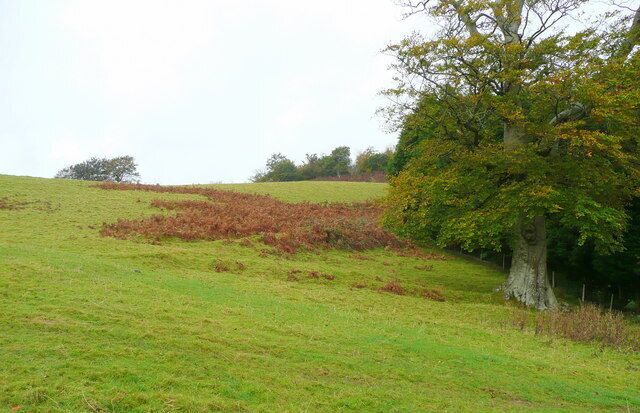 Hillside near Graig-lwyd An elderly beech tree to the left.