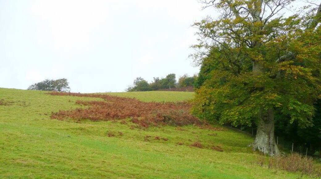 Hillside near Graig-lwyd An elderly beech tree to the left.
