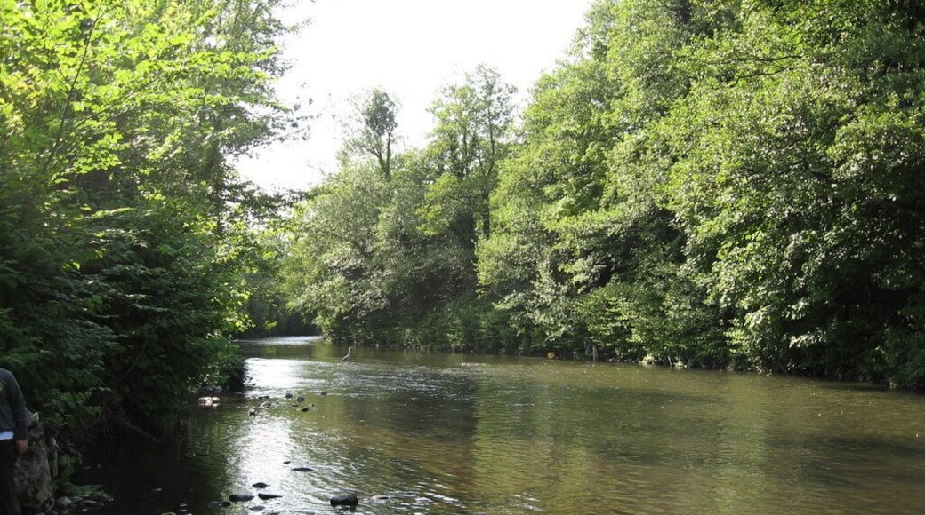 Un río de aguas cristalinas, rodeado de abundante vegetación verde.