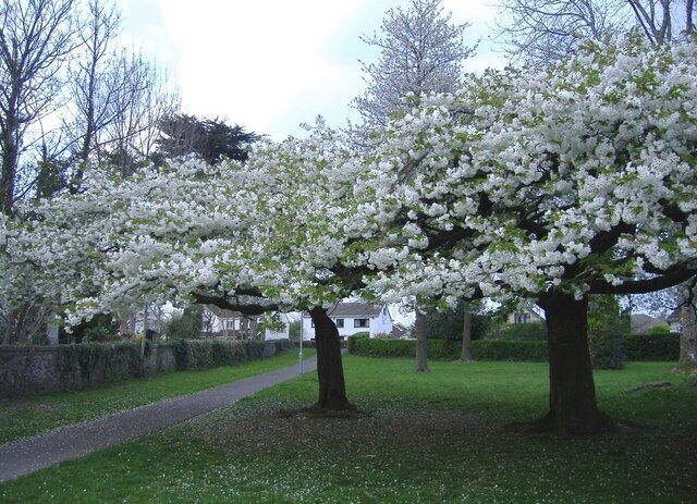Cherry trees in full blossom. In Holly Lodge Road, Croesyceiliog.