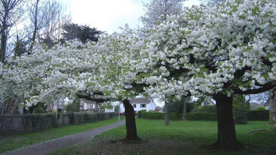 Cherry trees in full blossom. In Holly Lodge Road, Croesyceiliog.