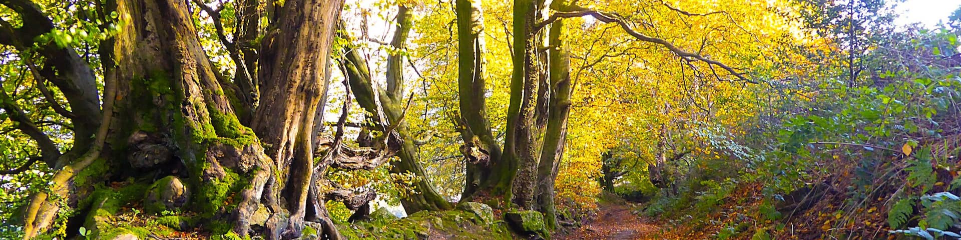 Colourful autumn walk 🍁