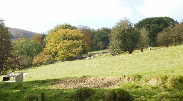 Grazing sheep, Upper Cwmbran Sheep in a steeply-sloping field alongside Mountain Road.