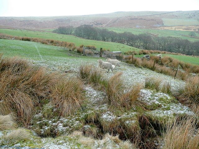 The head of Cwm Bodringallt Looking up towards the ridge separating the Rhondda Fach and Rhondda Fawr valleys. The trees show where the appropriately-named Nant-y-lamb stream runs. Photo taken during a sleet shower!