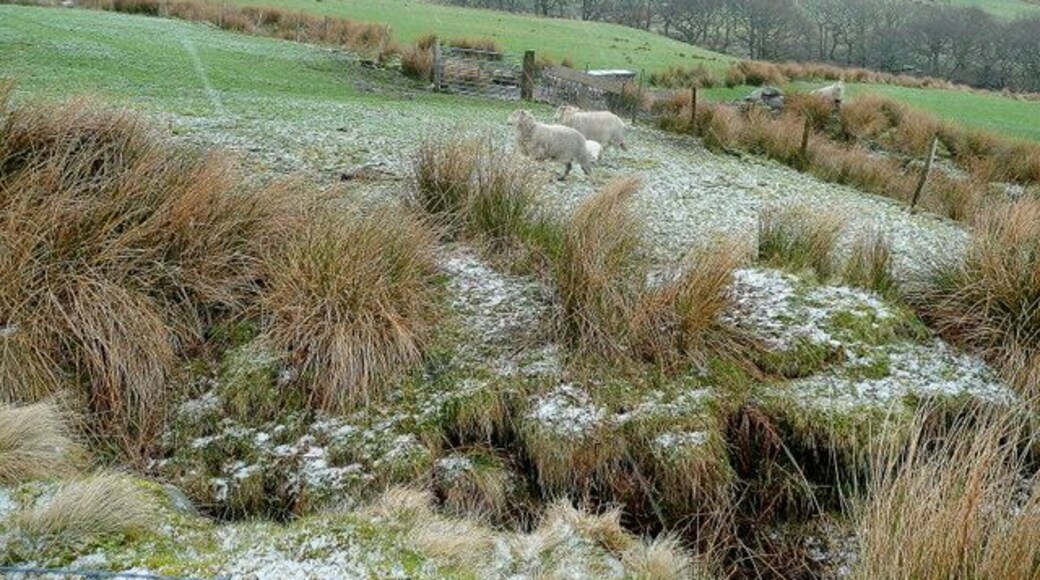 The head of Cwm Bodringallt Looking up towards the ridge separating the Rhondda Fach and Rhondda Fawr valleys. The trees show where the appropriately-named Nant-y-lamb stream runs. Photo taken during a sleet shower!