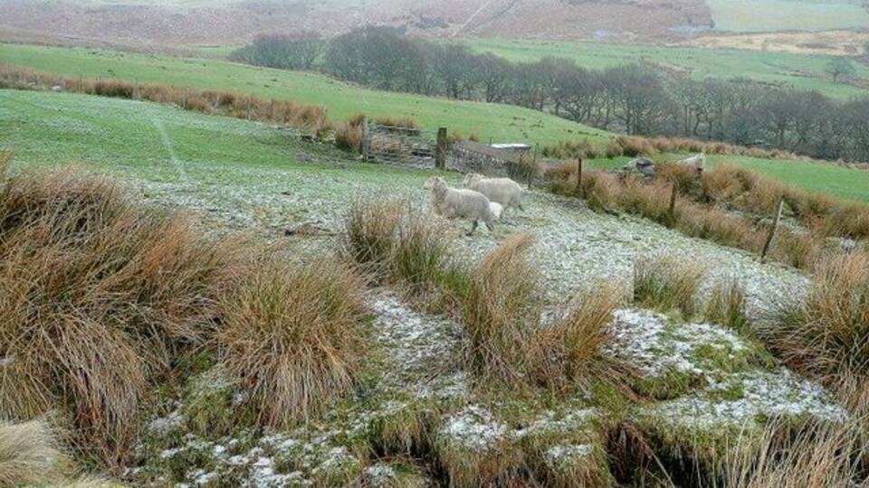 The head of Cwm Bodringallt Looking up towards the ridge separating the Rhondda Fach and Rhondda Fawr valleys. The trees show where the appropriately-named Nant-y-lamb stream runs. Photo taken during a sleet shower!