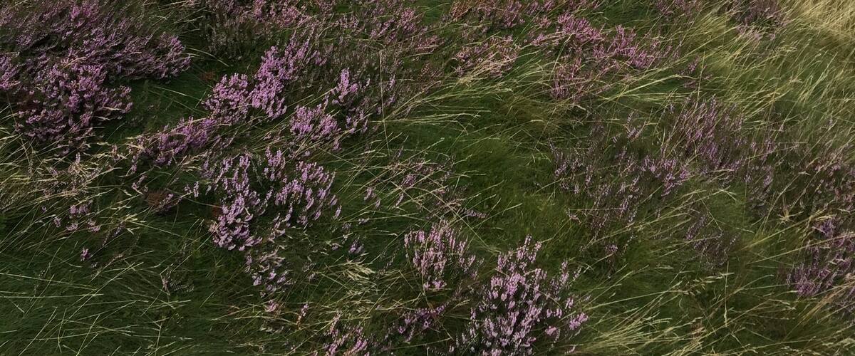 A landscape with purple heather and rocky terrain.