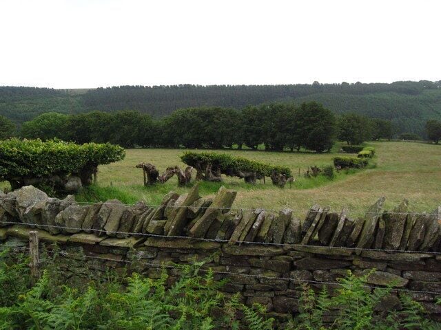 Beech hedge and dry stone wall. In this picture you can see three main ways of keeping stock in a field:- there is barbed wire, a dry stone wall and an old beech hedge, which had been allowed to become overgrown, but which is now being cared for. The wire on this side of the wall may be there to stop people climbing over the wall. People who are not familiar with dry stone walls do not realise that climbing over them often damages them, because stones become dislodged from the top, and then the rest of the wall is easily knocked down. The tall trees in the distance look as though they were once 'laid' into a hedge but have been allowed to grow into trees.