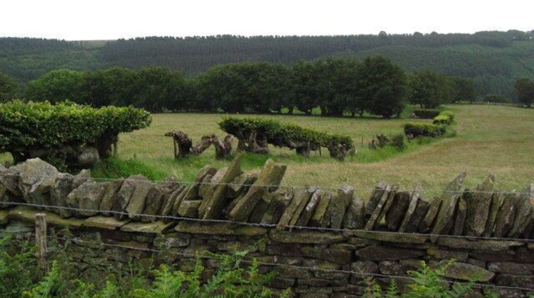 Beech hedge and dry stone wall. In this picture you can see three main ways of keeping stock in a field:- there is barbed wire, a dry stone wall and an old beech hedge, which had been allowed to become overgrown, but which is now being cared for. The wire on this side of the wall may be there to stop people climbing over the wall. People who are not familiar with dry stone walls do not realise that climbing over them often damages them, because stones become dislodged from the top, and then the rest of the wall is easily knocked down. The tall trees in the distance look as though they were once 'laid' into a hedge but have been allowed to grow into trees.