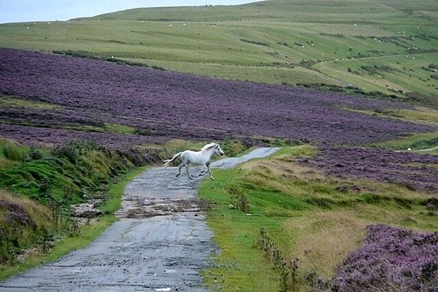 Wild horse on Man-Moel Road A stroke of luck. I was just thinking about continuing north when I happened to look back south and saw one of the wild moorland horses cantering across. This is Man-Moel Road, a moorland track across the top of Cefn Manmoel and part of the Sirhowy Valley Walk.