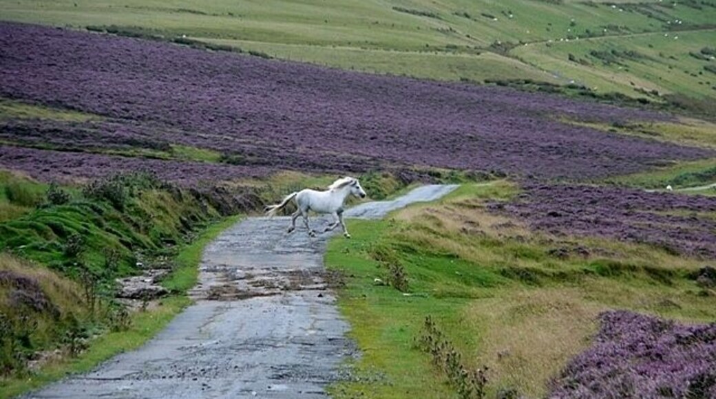 Wild horse on Man-Moel Road A stroke of luck. I was just thinking about continuing north when I happened to look back south and saw one of the wild moorland horses cantering across. This is Man-Moel Road, a moorland track across the top of Cefn Manmoel and part of the Sirhowy Valley Walk.