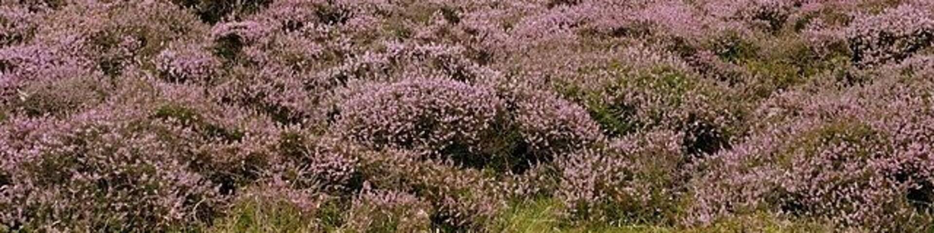 Across Cruglwyn View from the Man-moel Road looking west across the Cruglwyn plateau.